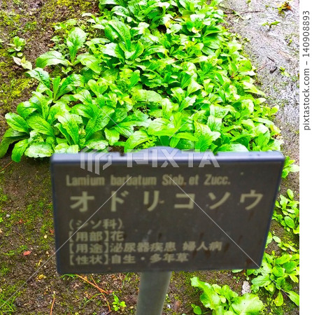 福島藥用植物園中,抱莖野芝麻靜靜地盛開 福島藥用植物園中,抱莖野芝麻靜靜地盛開 140908893