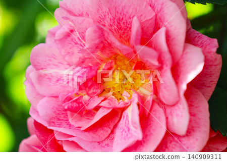 Vibrant Pink Rose Blossom in Full Bloom - Perfect for Nature Photography and Floral Design 140909311