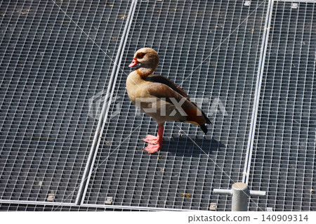 Egyptian Goose Standing on Metal Grate in Urban Environment Egyptian Goose Standing on Metal Grate in Urban Environment 140909314
