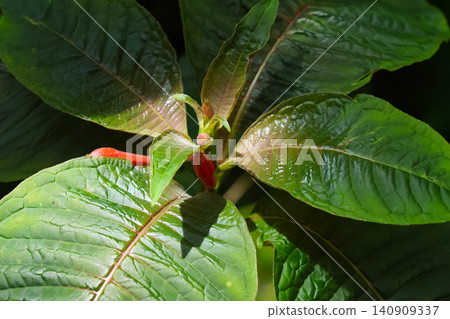 Vibrant Foliage Close-Up: Lush Green Leaves with Red Buds for Nature Posters Vibrant Foliage Close-Up: Lush Green Leaves with Red Buds for Nature Posters 140909337