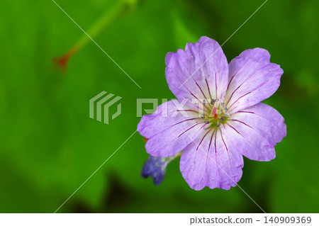 Close-Up of Purple Geranium Flower Against Lush Green Background for Nature-Themed Projects Close-Up of Purple Geranium Flower Against Lush Green Background for Nature-Themed Projects 140909369