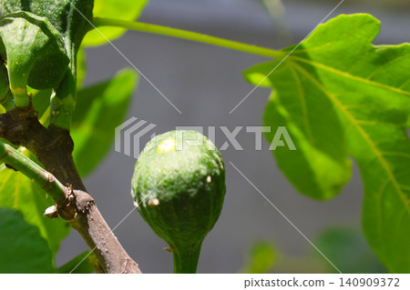 Close-Up of Green Fig on Tree Branch with Vibrant Leaves on a Sunny Day Close-Up of Green Fig on Tree Branch with Vibrant Leaves on a Sunny Day 140909372