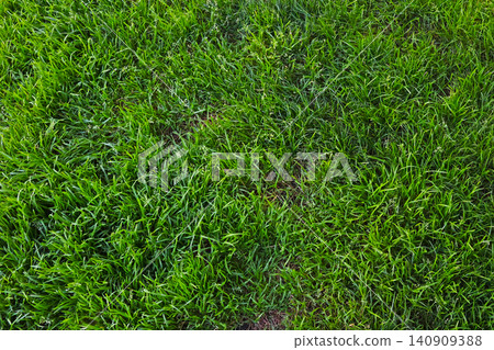 Lush Green Grass Lawn for Nature Background Design and Landscape Inspiration Lush Green Grass Lawn for Nature Background Design and Landscape Inspiration 140909388