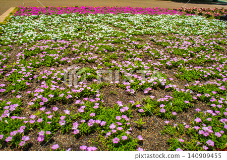[Kyoto Scenery] Kyoto Prefectural Botanical Garden: Delicate flowers blooming in a break in the June rainy season. 140909455