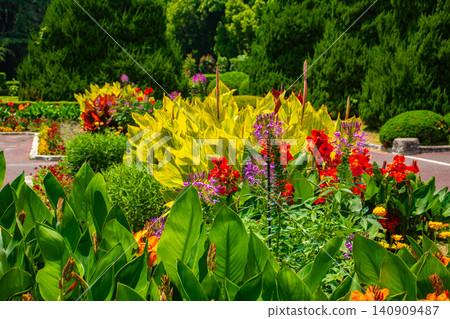 [Kyoto Scenery] Kyoto Prefectural Botanical Garden: Delicate flowers blooming in a break in the June rainy season. 140909487