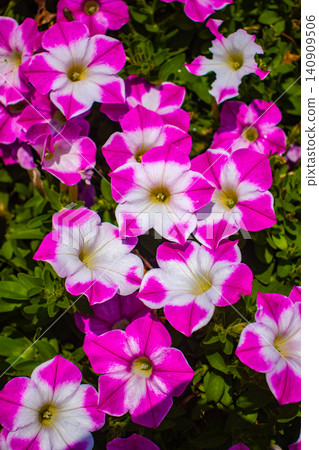 [Kyoto Scenery] Kyoto Prefectural Botanical Garden: Delicate flowers blooming in a break in the June rainy season. 140909506