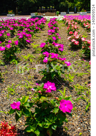 [Kyoto Scenery] Kyoto Prefectural Botanical Garden: Delicate flowers blooming in a break in the June rainy season. 140909514