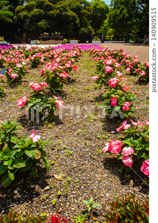 [Kyoto Scenery] Kyoto Prefectural Botanical Garden: Delicate flowers blooming in a break in the June rainy season. 140909515