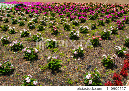 [Kyoto Scenery] Kyoto Prefectural Botanical Garden: Delicate flowers blooming in a break in the June rainy season. 140909517