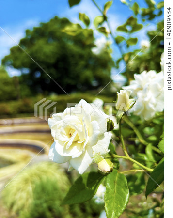 Blue sky and white roses Blue sky and white roses 140909534