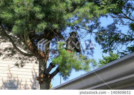 Tree Worker Cuts Branches Up a Trea Near House Tree Worker Cuts Branches Up a Trea Near House 140909652