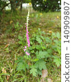 Spiranthes orchids blooming by the roadside 140909807
