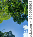 looking up at fresh green leaves 140909808