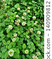 White clover under the rainy season sky 140909812