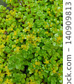 Yellow flowers of Sedum sarmentosum 140909813