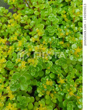 Yellow flowers of Sedum sarmentosum Yellow flowers of Sedum sarmentosum 140909813
