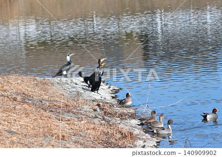 In winter, various waterfowl gather at this retention pond. In winter, various waterfowl gather at this retention pond. 140909902