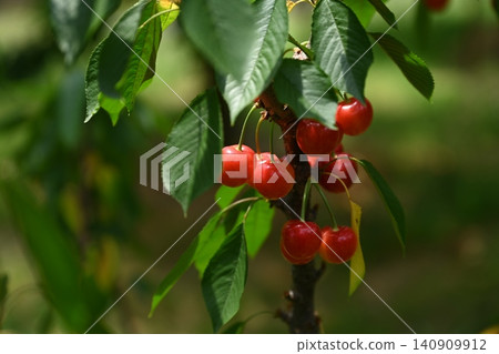櫻桃 140909912