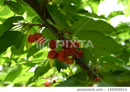 Cherries Cherries 140909914