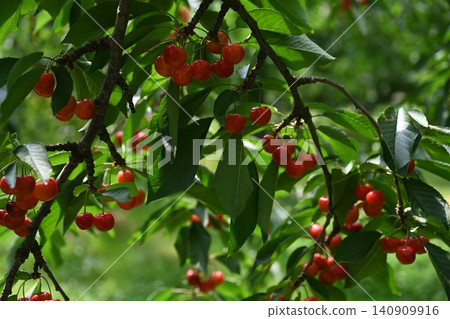 Cherries 140909916