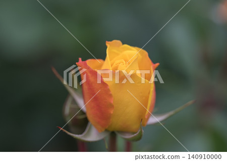 Yellow roses that bloom in early summer Yellow roses that bloom in early summer 140910000