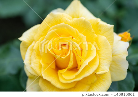 Yellow roses that bloom in early summer Yellow roses that bloom in early summer 140910001