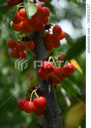 Cherries 140910127