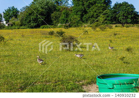 Geese foraging in green meadow surrounded by summer nature 140910232