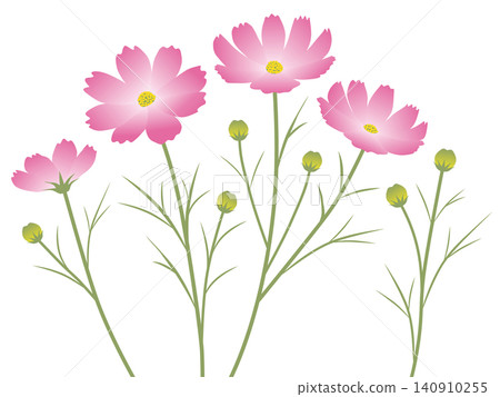 Simple cosmos vector illustration (plant, flower) Simple cosmos vector illustration (plant, flower) 140910255