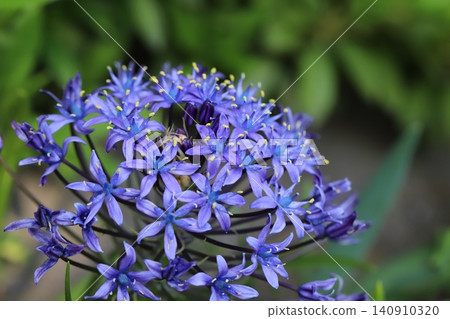 The beautiful blue petals and purple buds at the center of the large scilloides flower bloom in the spring garden. The beautiful blue petals and purple buds at the center of the large scilloides flower bloom in the spring garden. 140910320