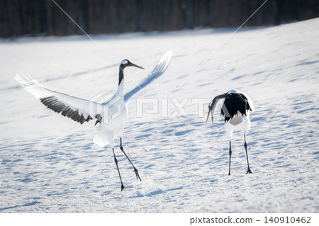 The beautiful red-crowned crane, a representative wild bird of Japan, can be seen in Hokkaido, soaring gracefully across the snow-covered winter plains. The beautiful red-crowned crane, a representative wild bird of Japan, can be seen in Hokkaido, soaring gracefully across the snow-covered winter plains. 140910462