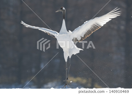The beautiful red-crowned crane, a representative wild bird of Japan, can be seen in Hokkaido, soaring gracefully across the snow-covered winter plains. The beautiful red-crowned crane, a representative wild bird of Japan, can be seen in Hokkaido, soaring gracefully across the snow-covered winter plains. 140910469