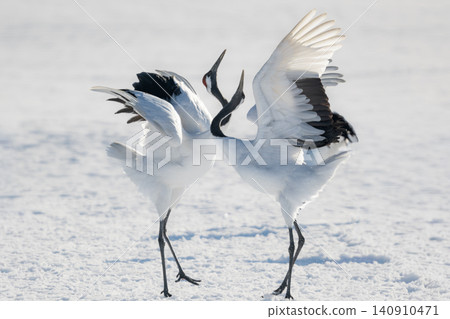 The beautiful red-crowned crane, a representative wild bird of Japan, can be seen in Hokkaido, soaring gracefully across the snow-covered winter plains. The beautiful red-crowned crane, a representative wild bird of Japan, can be seen in Hokkaido, soaring gracefully across the snow-covered winter plains. 140910471
