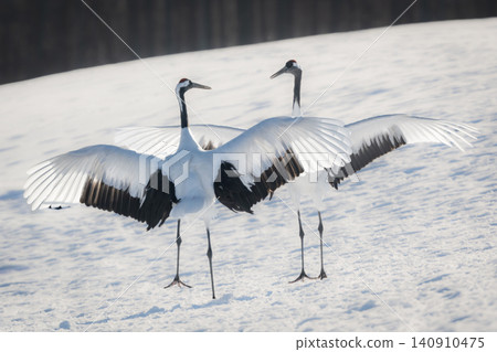 The beautiful red-crowned crane, a representative wild bird of Japan, can be seen in Hokkaido, soaring gracefully across the snow-covered winter plains. The beautiful red-crowned crane, a representative wild bird of Japan, can be seen in Hokkaido, soaring gracefully across the snow-covered winter plains. 140910475