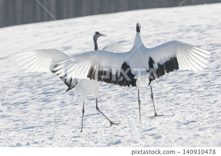 The beautiful red-crowned crane, a representative wild bird of Japan, can be seen in Hokkaido, soaring gracefully across the snow-covered winter plains. The beautiful red-crowned crane, a representative wild bird of Japan, can be seen in Hokkaido, soaring gracefully across the snow-covered winter plains. 140910478