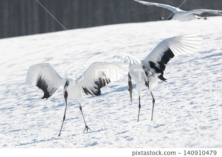The beautiful red-crowned crane, a representative wild bird of Japan, can be seen in Hokkaido, soaring gracefully across the snow-covered winter plains. The beautiful red-crowned crane, a representative wild bird of Japan, can be seen in Hokkaido, soaring gracefully across the snow-covered winter plains. 140910479