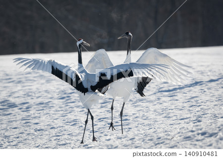 The beautiful red-crowned crane, a representative wild bird of Japan, can be seen in Hokkaido, soaring gracefully across the snow-covered winter plains. The beautiful red-crowned crane, a representative wild bird of Japan, can be seen in Hokkaido, soaring gracefully across the snow-covered winter plains. 140910481
