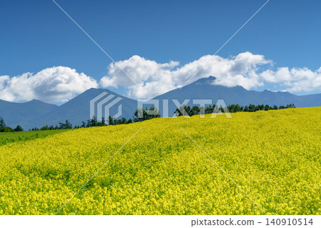 北海道美瑛和富良野的秋天:美麗的田園風光,芥菜花田和十勝山脈盡收眼底。 北海道美瑛和富良野的秋天:美麗的田園風光,芥菜花田和十勝山脈盡收眼底。 140910514
