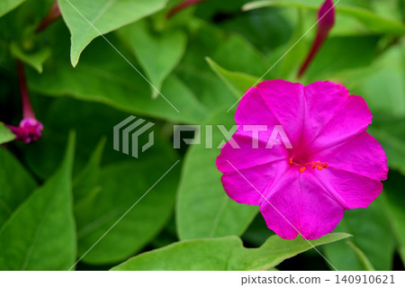 Bright pink mirabilis Bright pink mirabilis 140910621