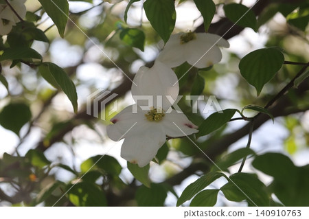 White dogwood blossoms in the spring park White dogwood blossoms in the spring park 140910763