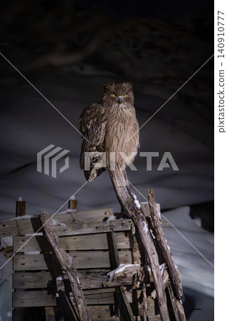 The Blakiston's fish owl, one of the world's largest owl species, is an endangered species found in Shiretoko and Akan, Hokkaido. The Blakiston's fish owl, one of the world's largest owl species, is an endangered species found in Shiretoko and Akan, Hokkaido. 140910777