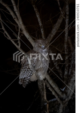 The Blakiston's fish owl, one of the world's largest owl species, is an endangered species found in Shiretoko and Akan, Hokkaido. The Blakiston's fish owl, one of the world's largest owl species, is an endangered species found in Shiretoko and Akan, Hokkaido. 140910781