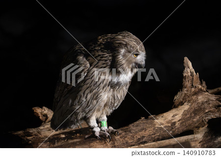 The Blakiston's fish owl, one of the world's largest owl species, is an endangered species found in Shiretoko and Akan, Hokkaido. 140910783
