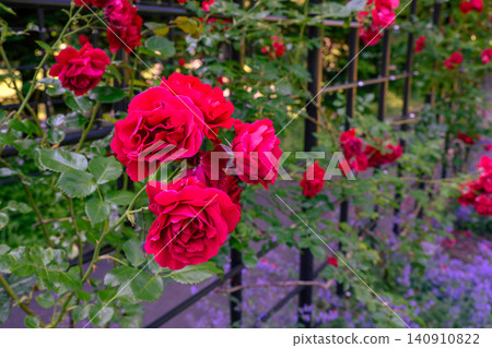 Climbing rose (Toyohira Park) _1214 Climbing rose (Toyohira Park) _1214 140910822