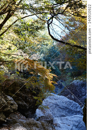 The autumn leaves forest The autumn leaves forest 140910922