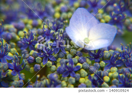 繡球花特寫。 繡球花特寫。 140910924