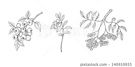Vector bunch of rowan berries, blueberries, cranberry with leaves. Botanical graphic hand drawn isolated illustration. Seasonal, forest, or nature-themed designs. Rustic foliage perfect for fall decor Vector bunch of rowan berries, blueberries, cranberry with leaves. Botanical graphic hand drawn isolated illustration. Seasonal, forest, or nature-themed designs. Rustic foliage perfect for fall decor 140910935
