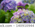 繡球花與樹蛙（特寫） 140910944
