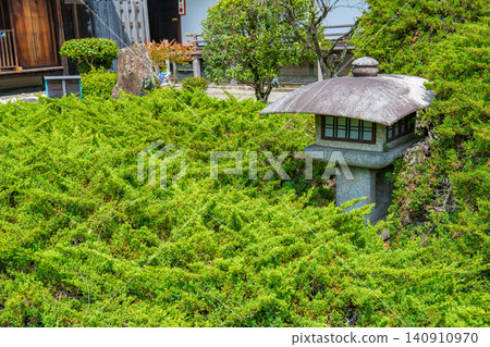 京都市山科區觀修寺研習堂南庭園的燈籠和杜松樹。 京都市山科區觀修寺研習堂南庭園的燈籠和杜松樹。 140910970