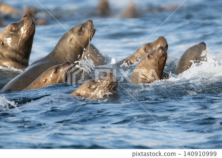 The harsh winter sea off Shiretoko Rausu, a World Heritage Site. A herd of sea lions swims dynamically under a beautiful blue sky. The harsh winter sea off Shiretoko Rausu, a World Heritage Site. A herd of sea lions swims dynamically under a beautiful blue sky. 140910999
